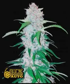 bairesgrow c0dc63ee fc22 45e7 9657 13b0321ff78e1464 1.webp