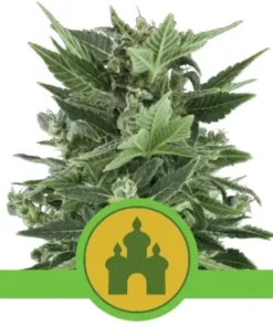 bairesgrow c1775a99 f5c9 4560 9083 f81b1d31b037531 2.webp