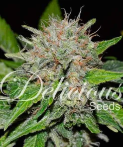 DEEP MANDARINE - 5