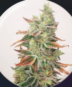 BANANA PURP - 3