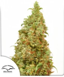 bairesgrow c31f5d12 34c7 4567 965d 6aee191b2f401063.webp