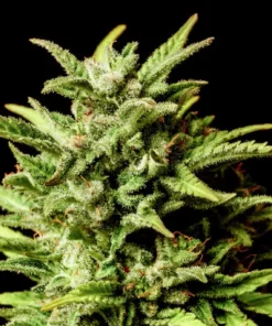 bairesgrow c6a21caf 6e7f 41f1 ada9 a683c188e6a912462.webp