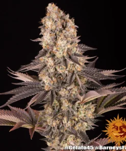 bairesgrow c72187bf d47e 46ef 8572 c6a8ced779b112424.webp