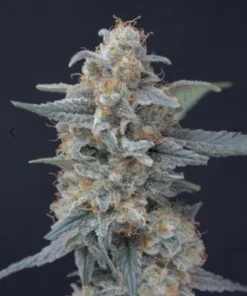 bairesgrow c778c5b1 a9c3 4378 a604 49389bc3387912784.webp