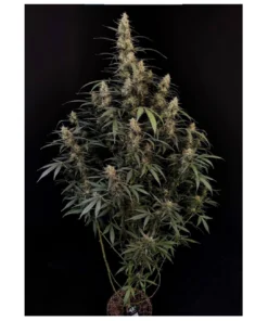 bairesgrow c79619b1 08eb 4a24 8c84 967b0a831a711451 1.webp