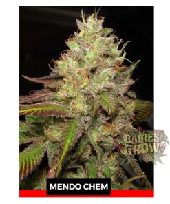 bairesgrow c858e13e be59 446c bd7a 057216e5c88d12234.webp