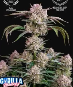 bairesgrow c974f87b eb6a 461d bc16 89476b556f381477 1.webp