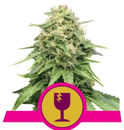 bairesgrow c9d2fdba abaa 4591 9da1 98d141fb13fc677.webp