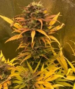 bairesgrow c9f6f7b1 c815 4cc8 b169 0e70c07d669412773.webp
