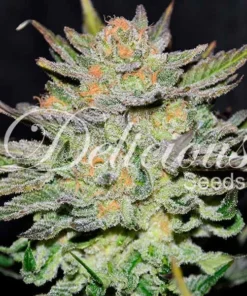 AUTO BLUE ACE CBD - 5