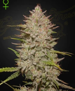 bairesgrow ca65f17c 0710 4b84 b42f 89dfa384bb3c12625.webp
