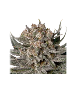 bairesgrow ca7e6bf9 980c 42cb afdc 42db05e7143912688.webp