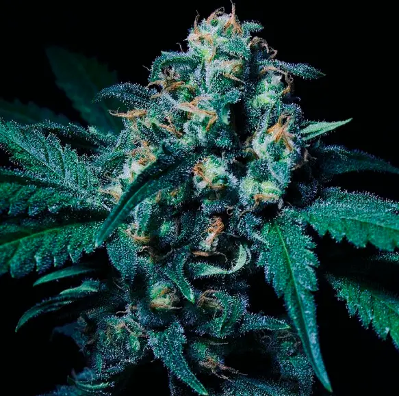 bairesgrow cbf70c70 8626 4cb8 aec3 40651f36fe55921.webp