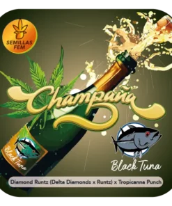 CHAMPAÑA