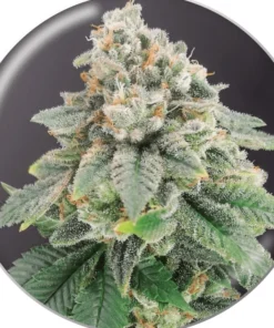 BLUE HELL CBD - 3