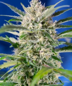 bairesgrow cea777e4 c03b 42d7 add7 7fb52e65e654281.webp