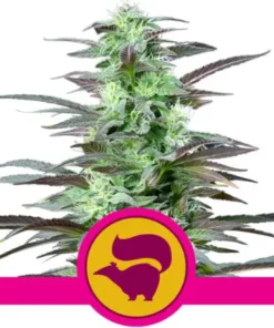 bairesgrow d16802ad de41 4ccc a5b1 3e172775e880673.webp