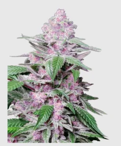 bairesgrow d468bf8f e011 4b5f 9d47 57a46ce9823e12552.webp