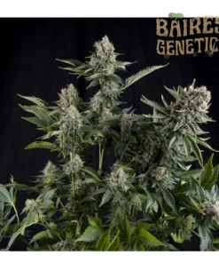 WHITE WIDOW CBD (x3)
