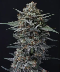 ALIEN SNACK AUTO - 4