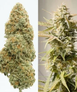 bairesgrow d6794a66 4b5c 426c bb46 fb99d5fb40df964.webp