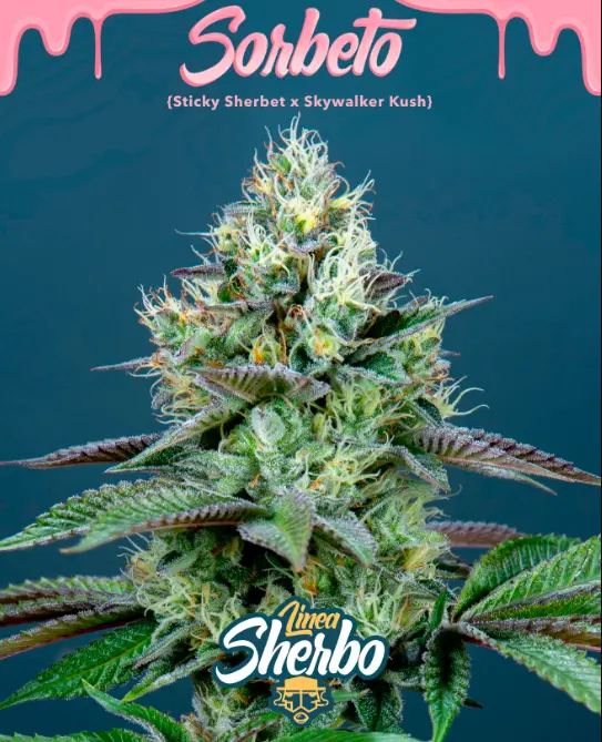 bairesgrow d7b364bc 7c69 4e55 9b79 46379082d8a5235.webp