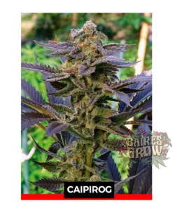 bairesgrow daa0a303 691f 4736 a299 bc55b7a9a03312222.webp