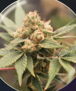 bairesgrow dab39547 9398 48f9 9ff4 f04481d638c41152.webp