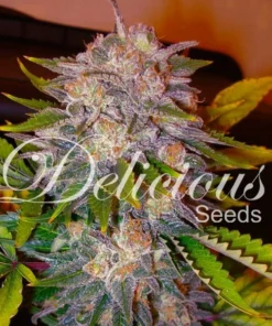 bairesgrow dbcbb5ee 59a1 4ccf aafa 54a267e606991096.webp