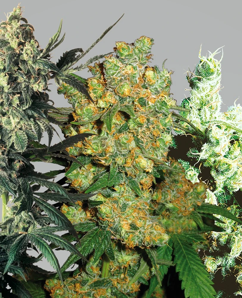 bairesgrow dcb3d142 ba84 44e3 b02b e43c44ad8d8f1340.webp