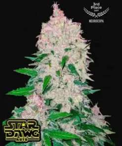 bairesgrow dd708b0f 235e 4c1b 97ca 1d233f6236ee1465 1.webp