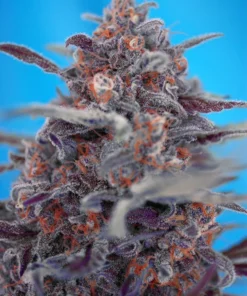 bairesgrow ddc15910 e78a 4280 9dbf d06ae7000a2f242 1.webp