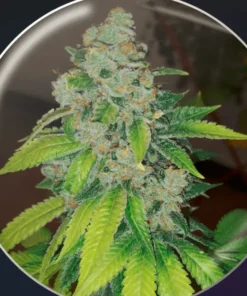 bairesgrow ddf794b1 4d07 4946 b0a5 ba283c3c73b61147.webp