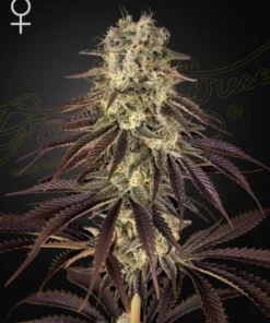 bairesgrow de2b976b f62d 43ed bc54 2b73f121d84b1581.webp