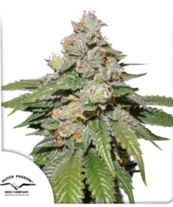 bairesgrow deabee8c 8cc2 4906 9b1a 3bdd0bcca4e1983.webp