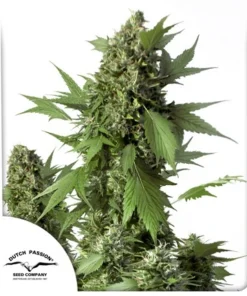 bairesgrow df12ac63 e48e 43d7 bed5 7ca4487864ea970.webp