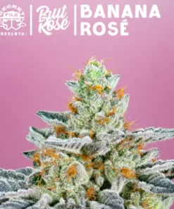 bairesgrow dfb0628c 730d 49eb a7ed ebea2e8c68271070.webp