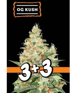 bairesgrow e0dc8beb a51d 4e97 8c77 0b8064fcafd012302.webp