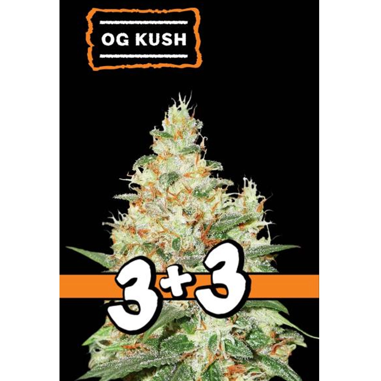 bairesgrow e0dc8beb a51d 4e97 8c77 0b8064fcafd012302.webp