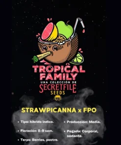 bairesgrow e3ad3704 7f85 490d 9381 9d72ba029e2712323.webp