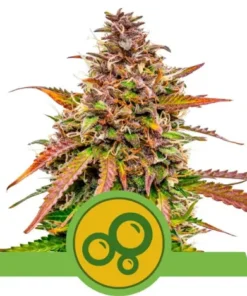 BUBBLE KUSH AUTO