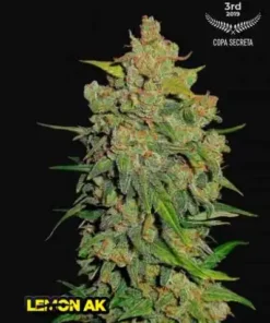 bairesgrow e461445a 6de3 4c73 9732 b1303c8530521461 1.webp