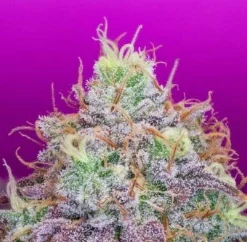 bairesgrow e4801e72 a9c3 463b b933 b50609ec760512769.webp