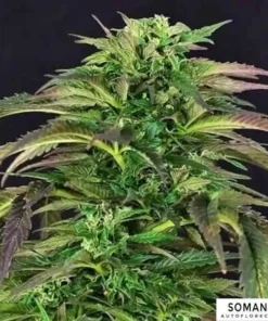 bairesgrow e5122afd f788 42c8 9954 13c9974225ed1488 1.webp