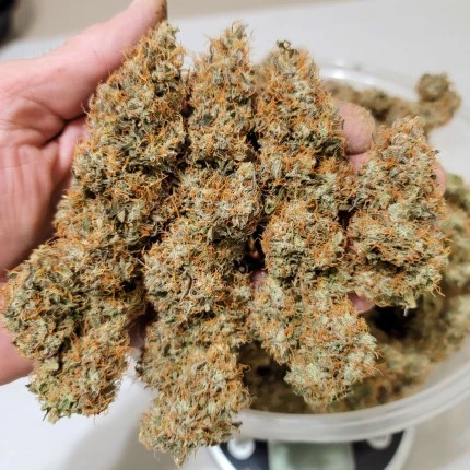 bairesgrow e5ffa010 1728 4d94 9c88 857039b35b82987.webp