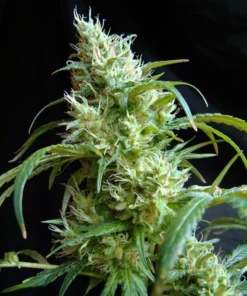 bairesgrow e6f7beb1 2273 40ee 87c8 3f3f054799f4317.webp