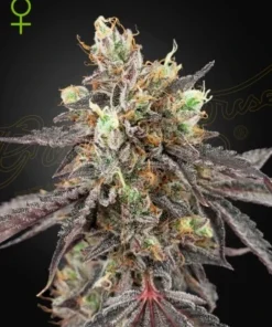 bairesgrow e83685f9 b74d 4028 be93 799dd7aeb520488.webp