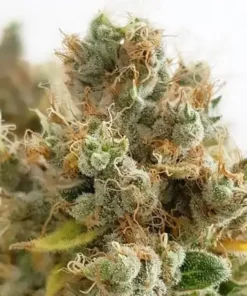 bairesgrow e92afb5c db4a 453f 9b50 afea6a4e00b21047.webp