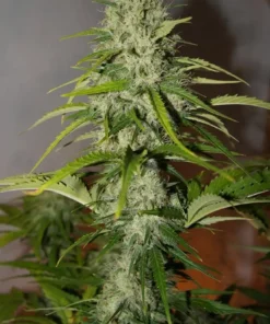 bairesgrow e9a5a8a8 3922 48a5 8416 52d4f800cd941447 1.webp