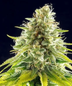 bairesgrow e9feb9f0 e476 41bc 9e9c ddb2a42c1c1f12474.webp